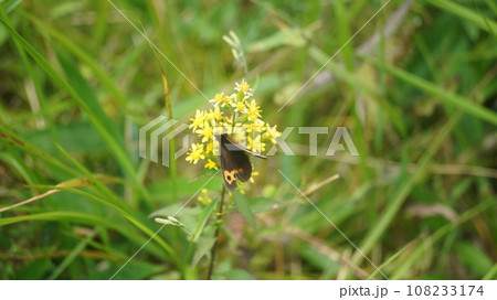 キオンの蜜を吸うベニヒカゲの雄 108233174