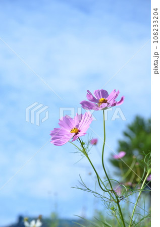 コスモス コスモス 108233204