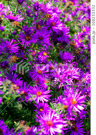 秋・薔薇 108233332