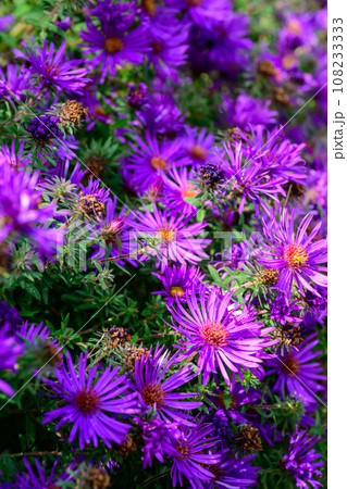 秋・薔薇 108233333