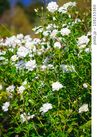 秋・薔薇 108233360