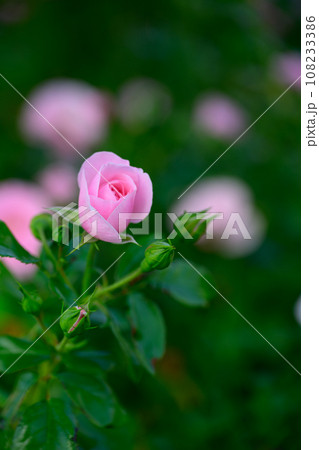 秋・薔薇 秋・薔薇 108233386
