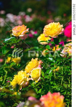 秋・薔薇 秋・薔薇 108233392