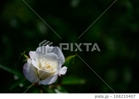 秋・薔薇 108233407