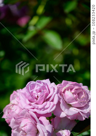 秋・薔薇 108233420