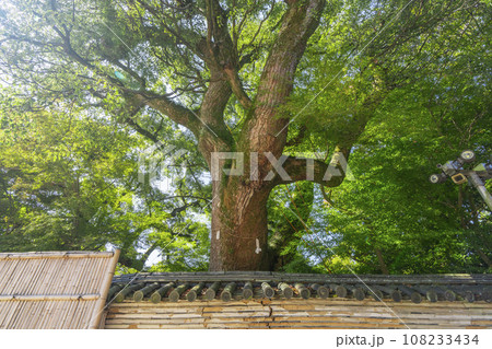 石清水八幡宮　信長塀と御神木「楠」（京都府八幡市） 108233434