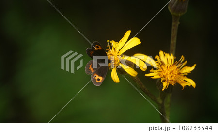 マルバダケブキの蜜を吸うベニヒカゲ本州亜種 マルバダケブキの蜜を吸うベニヒカゲ本州亜種 108233544