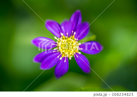 色鮮やかなミヤコワスレ 108234825