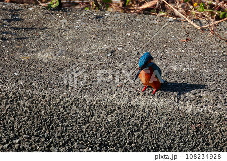 堤防にとまるカワセミ 堤防にとまるカワセミ 108234928