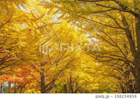 北海道大学の紅葉 108234959