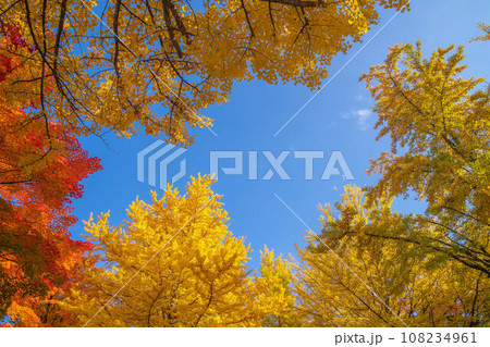 北海道大学の紅葉 108234961