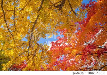 北海道大学の紅葉 108234962