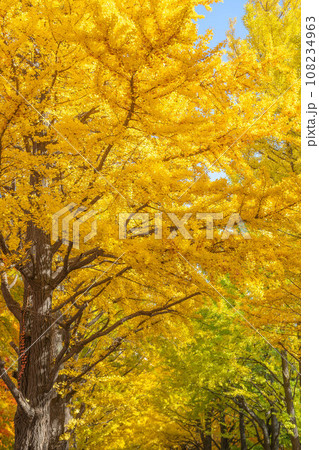 北海道大学の紅葉 108234963