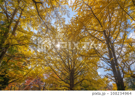 北海道大学の紅葉 108234964