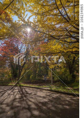 北海道大学の紅葉 108234965