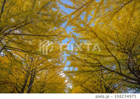 北海道大学の紅葉 108234975