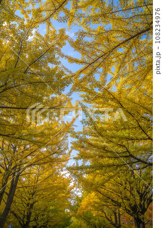 北海道大学の紅葉 108234976