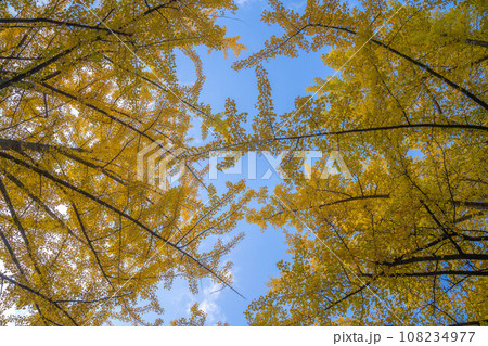 北海道大学の紅葉 108234977