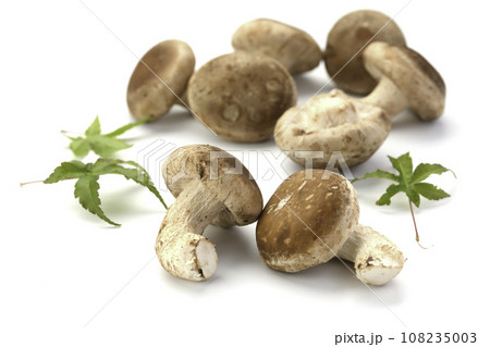 秋の味覚 菌床栽培の椎茸 栄養たっぷりの生しいたけ きのこ類 食物繊維が豊富な生椎茸 食用キノコ 茸 108235003