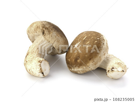 秋の味覚 菌床栽培の椎茸 栄養たっぷりの生しいたけ きのこ類 食物繊維が豊富な生椎茸 食用キノコ 茸 108235005