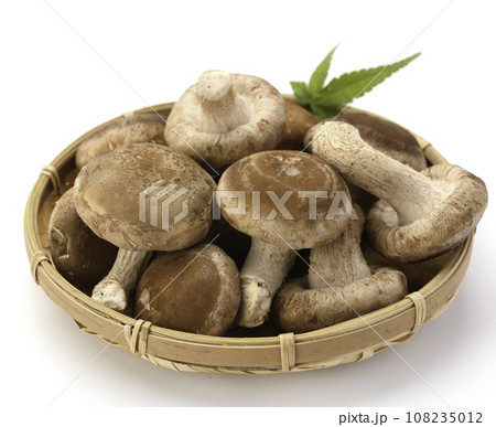 秋の味覚 菌床栽培の椎茸 栄養たっぷりの生しいたけ きのこ類 食物繊維が豊富な生椎茸 食用キノコ 茸 108235012