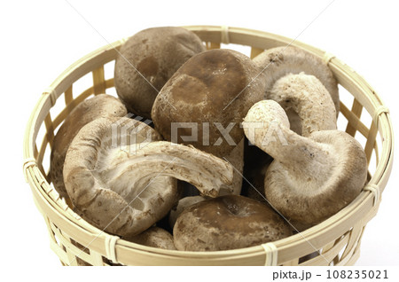 秋の味覚 菌床栽培の椎茸 栄養たっぷりの生しいたけ きのこ類 食物繊維が豊富な生椎茸 食用キノコ 茸 秋の味覚 菌床栽培の椎茸 栄養たっぷりの生しいたけ きのこ類 食物繊維が豊富な生椎茸 食用キノコ 茸 108235021