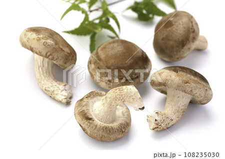 秋の味覚 菌床栽培の椎茸 栄養たっぷりの生しいたけ きのこ類 食物繊維が豊富な生椎茸 食用キノコ 茸 秋の味覚 菌床栽培の椎茸 栄養たっぷりの生しいたけ きのこ類 食物繊維が豊富な生椎茸 食用キノコ 茸 108235030