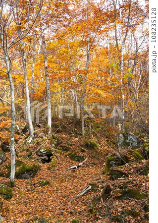 志賀高原・琵琶池湖畔の紅葉の風景 108235128