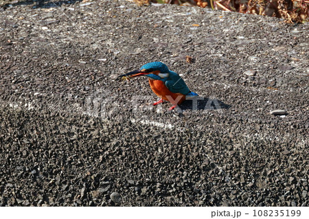 餌を食べるカワセミ 108235199