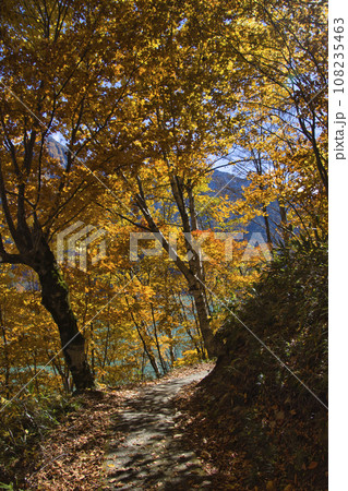 黒部ダム（黒四）　湖畔遊歩道の紅葉　富山県立山町 108235463