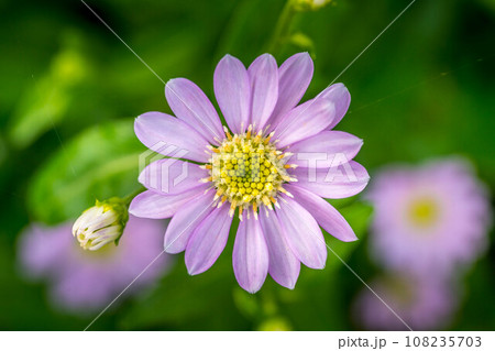やわらかな春の日差しの中に咲く花々 やわらかな春の日差しの中に咲く花々 108235703