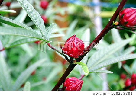 ローゼルの実 ローゼルの実 108235881