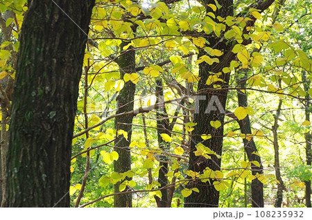 林の中の紅葉 108235932