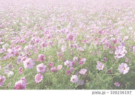 コスモス畑　一面　背景 108236197