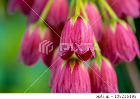 可愛らしい風鈴躑躅の花～サラサドウダン～ 108236198