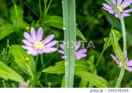 春、雨上がりの庭 春、雨上がりの庭 108236384