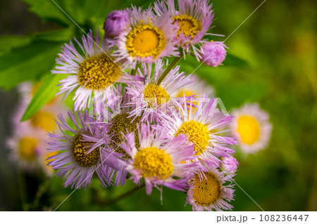 春の暖かな日差しの下、咲き誇る春紫菀の花 春の暖かな日差しの下、咲き誇る春紫菀の花 108236447