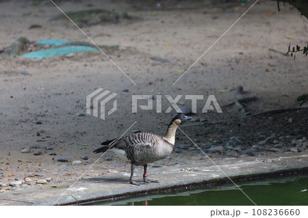 a Profile of a wild goose in front of a small river 108236660