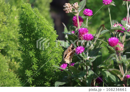 a colored butterfly flying in the natural background 108236661