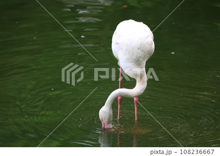 a Caribbean flamingo. Big bird is relaxing enjoying the summertime 108236667