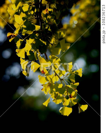 秋の日差しを浴びた黄緑色のイチョウ（秋空と神田公園の銀杏の枝） 108236713