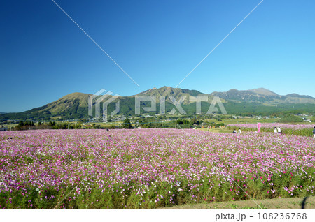 コスモス畑と阿蘇山 108236768