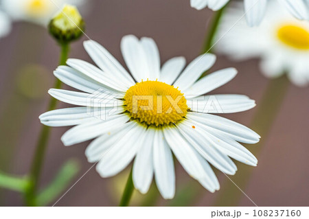 5月の白いマーガレットの花. 108237160