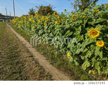 秋の公園の道端に咲くヒマワリの花 秋の公園の道端に咲くヒマワリの花 108237245