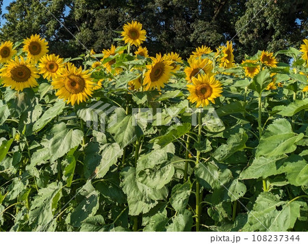 秋の公園に咲くヒマワリの花 秋の公園に咲くヒマワリの花 108237344