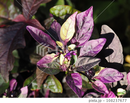 観賞用トウガラシのシックな葉 観賞用トウガラシのシックな葉 108237677