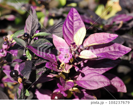 観賞用トウガラシの紫色の葉 観賞用トウガラシの紫色の葉 108237679