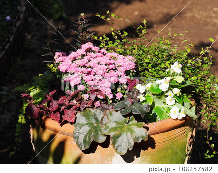 秋の花マムの寄せ植え 108237682