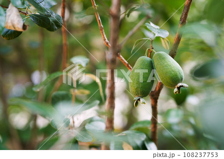 Big feijoa on green tree branches in the garden Big feijoa on green tree branches in the garden 108237753