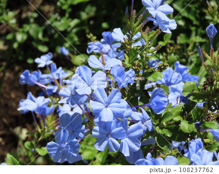 久里浜 花の国 ルリマツリ 久里浜 花の国 ルリマツリ 108237762